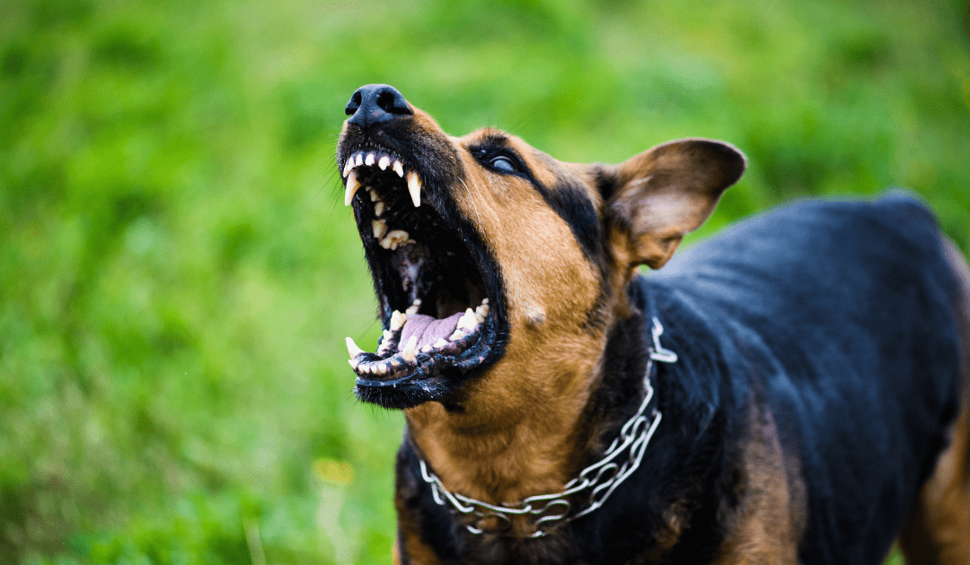 Animal Bite Injuries in Las Vegas: Your Rights and Legal Options