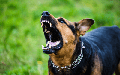 Animal Bite Injuries in Las Vegas: Your Rights and Legal Options