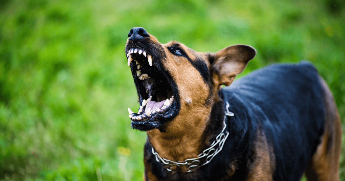 A vicious dog barking in a yard.