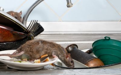 Understanding Food Poisoning Injury Claims in Nevada