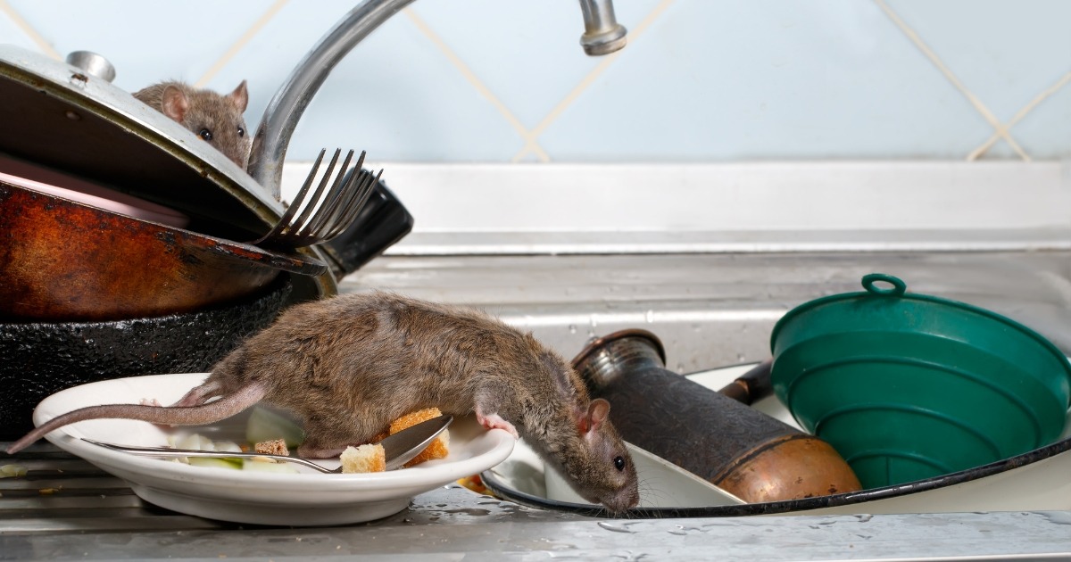 A rat walking across plates in an unclean kitchen which could lead to food poisoning.